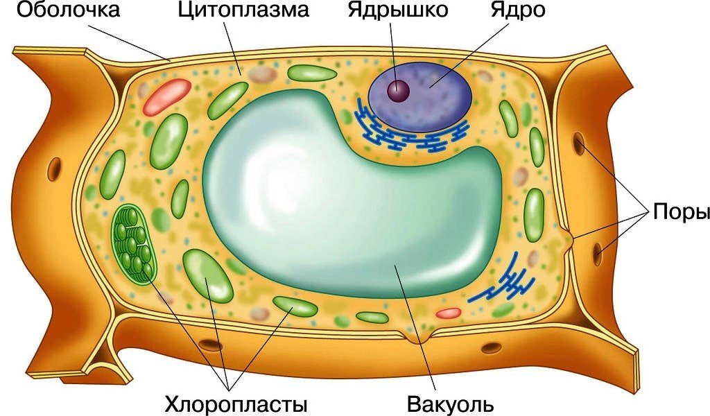 Стоковые фотографии по запросу Биология клетка