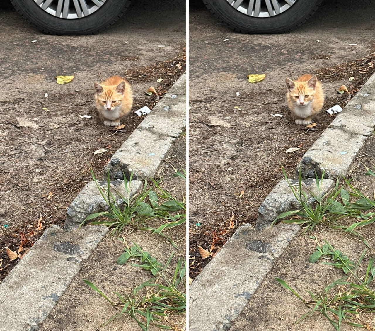 Котенок в добрые руки, Могилев, РБ | Пикабу