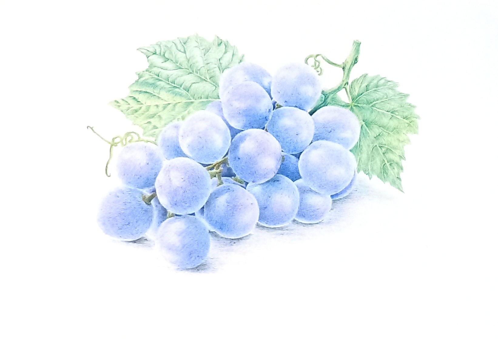 Песня ветки винограда. Веточка винограда. Веточка винограда рисунок. Виноград цветными карандашами поэтапно. Детские картинки виноград синий.
