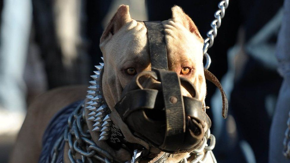 Бойцовые породы собак или аргументы в интернет спорах с неадекватными  защитникам линий бультерьеров | Пикабу