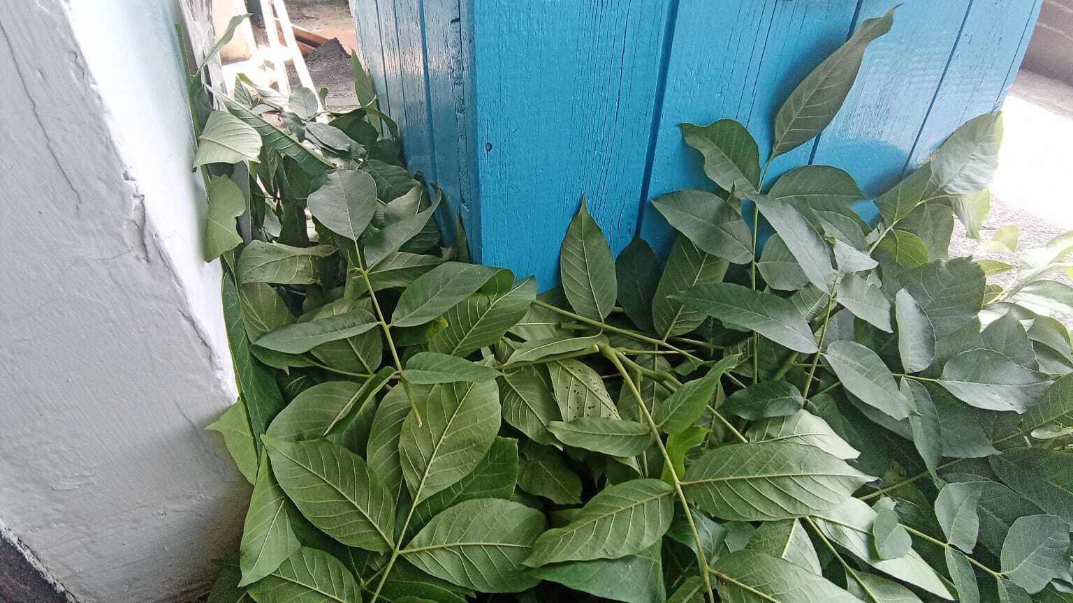 Муравьи в ульях!! | Пикабу