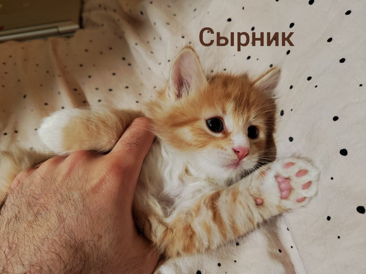 Кот Вафелька Инстаграмм