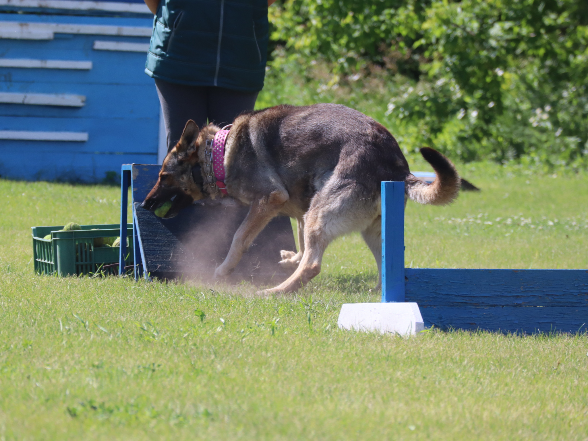 Дрессировка собак в Омске - ОЦССС! | Пикабу