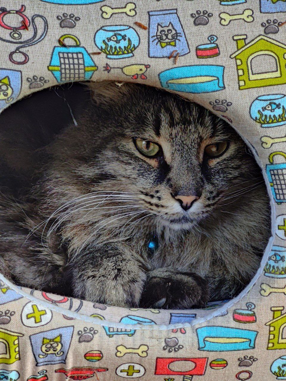 Было-стало от кота Тимофея. Его укусил клещ, потом развился отек легких ...