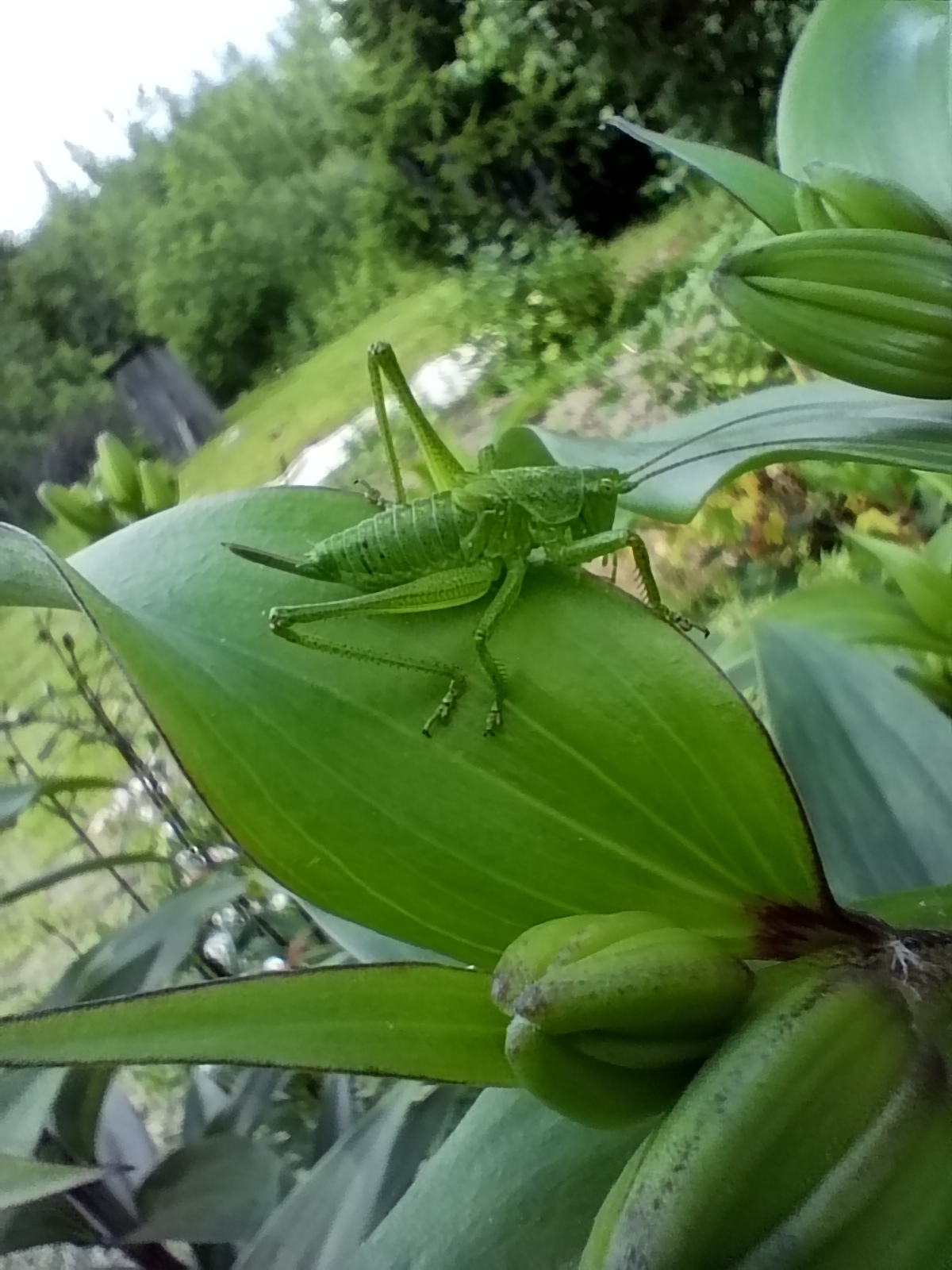 Череповецкий кузнечик ) | Пикабу