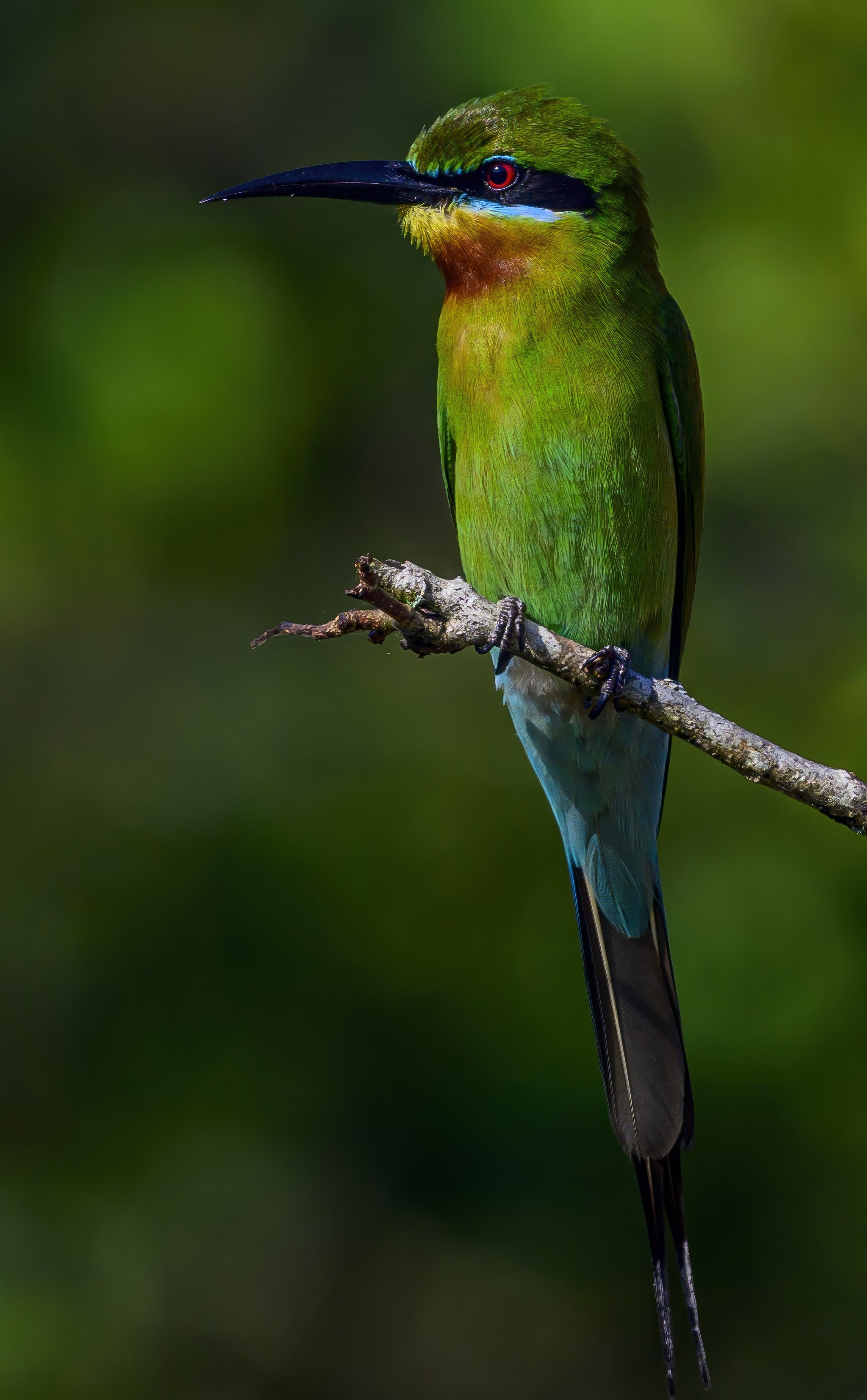 Синехвостая щурка | Пикабу