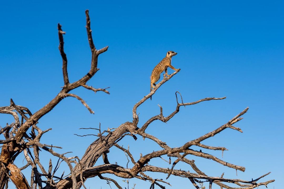 Высоко сижу, далеко гляжу | Пикабу