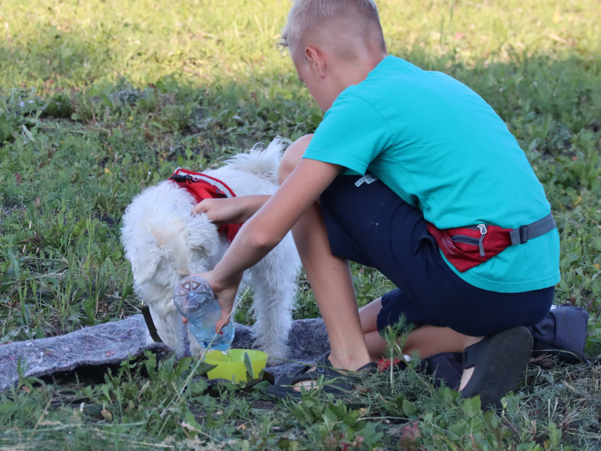Дрессировка собак в Омске - ОЦССС! | Пикабу