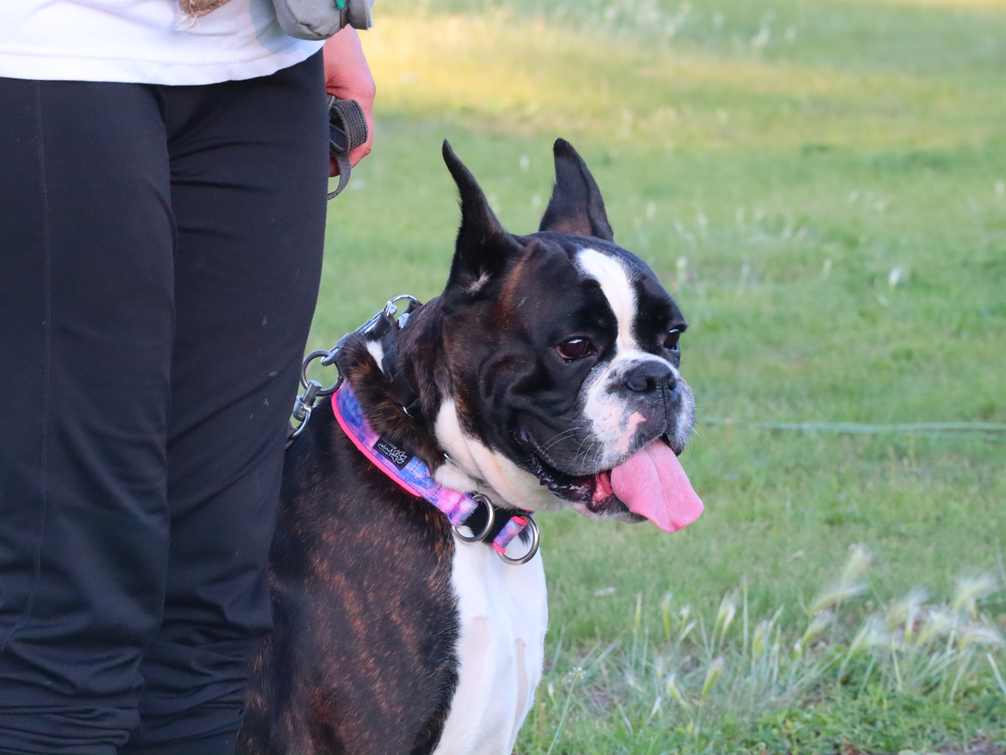 Дрессировка собак в Омске - ОЦССС! | Пикабу