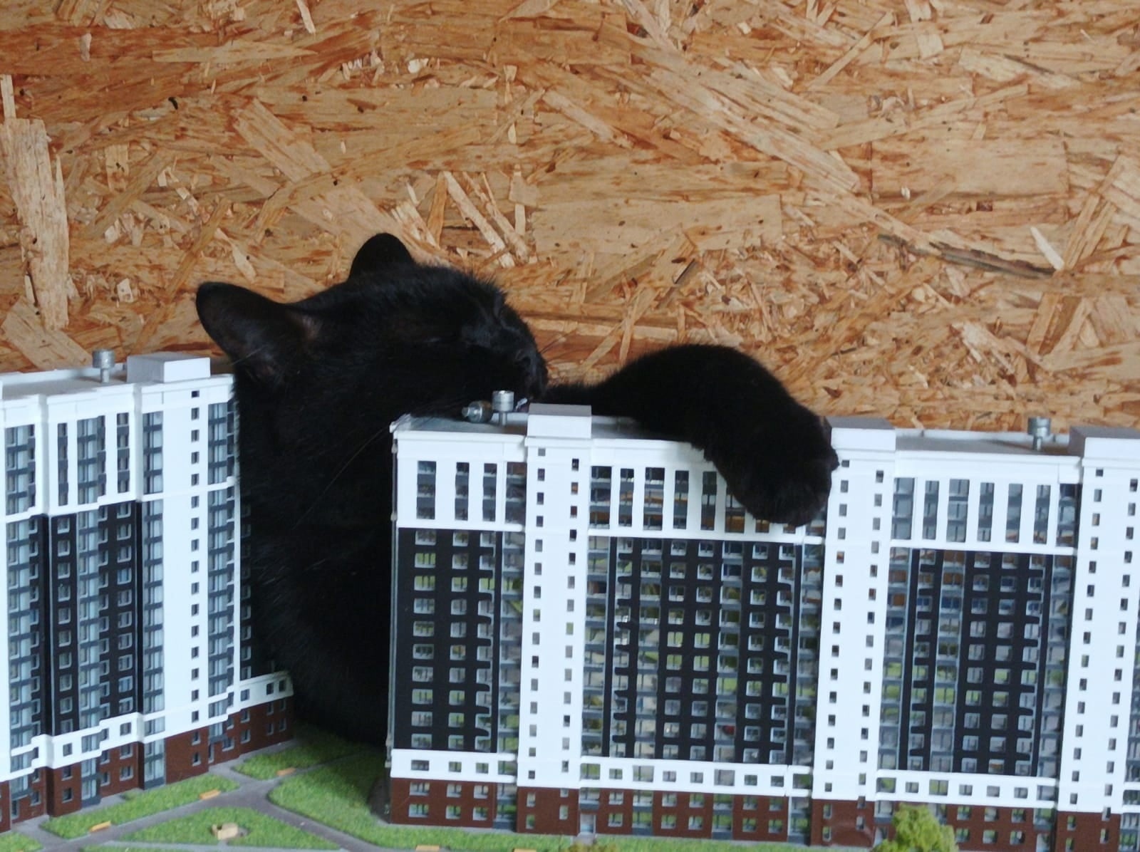 Котзилла | Пикабу