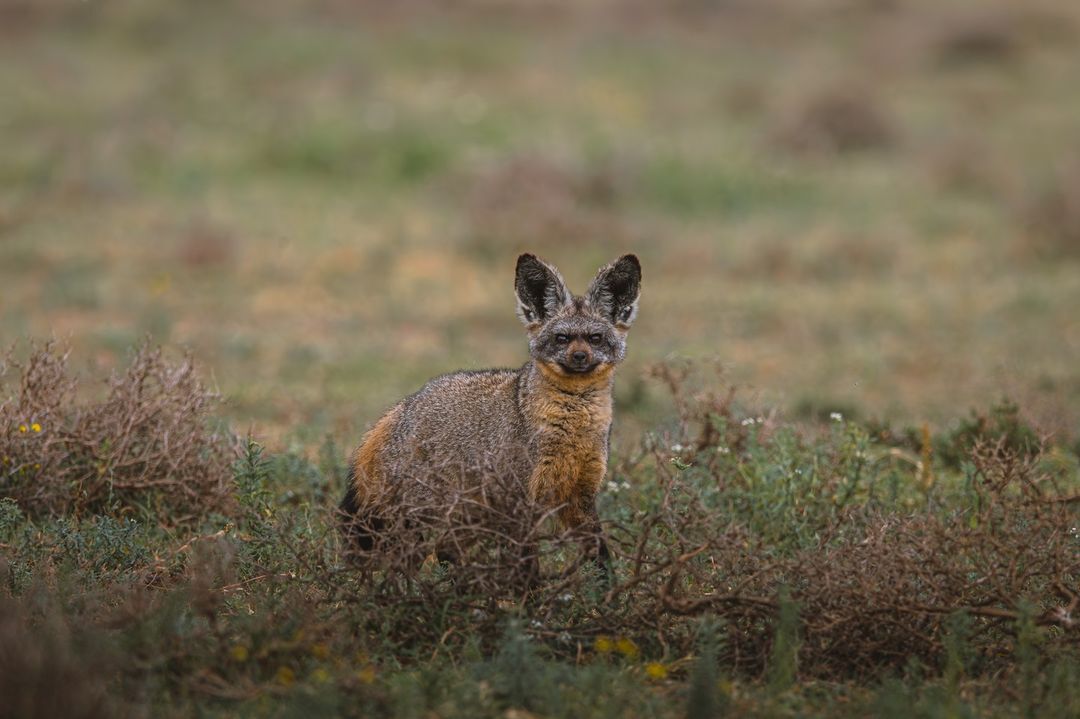 Зайца не видали? | Пикабу