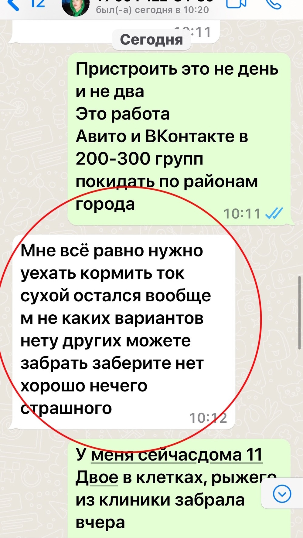 Нужен дом/передержка. Хозяйка сегодня в 15.00 (6 июля) оставит кошку на  улице. Написала вчера вечером в вотсап. СПБ и ЛО. Колпино | Пикабу