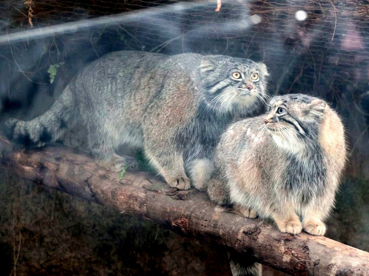 Вольер манулов в зоопарке Царство животных Кобе (Kobe Animal Kingdom),  Япония | Пикабу