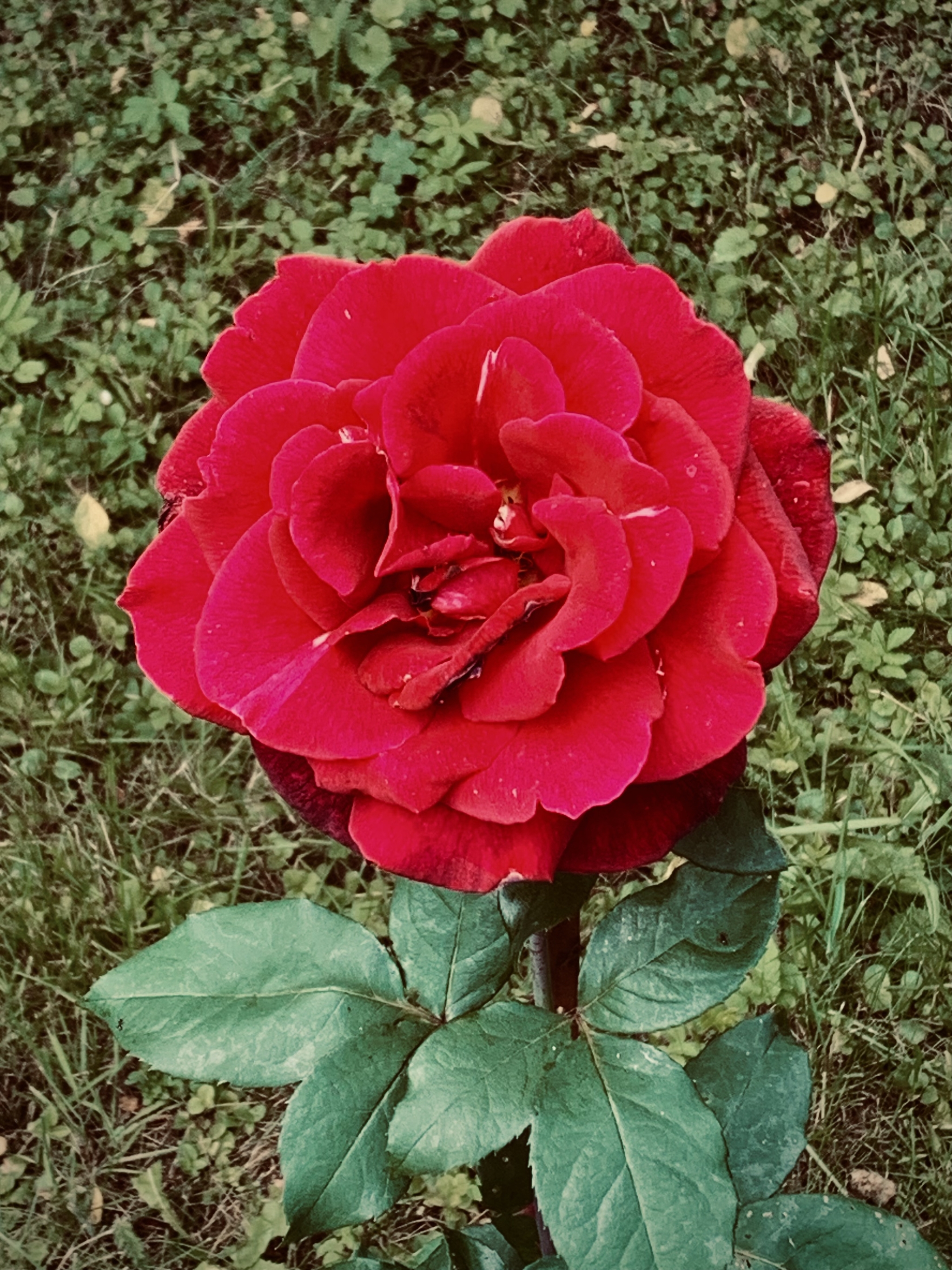 Розы из моего сада: взгляд изнутри на новую выставку фотографа моды Ника Найта, снятую на iPhone