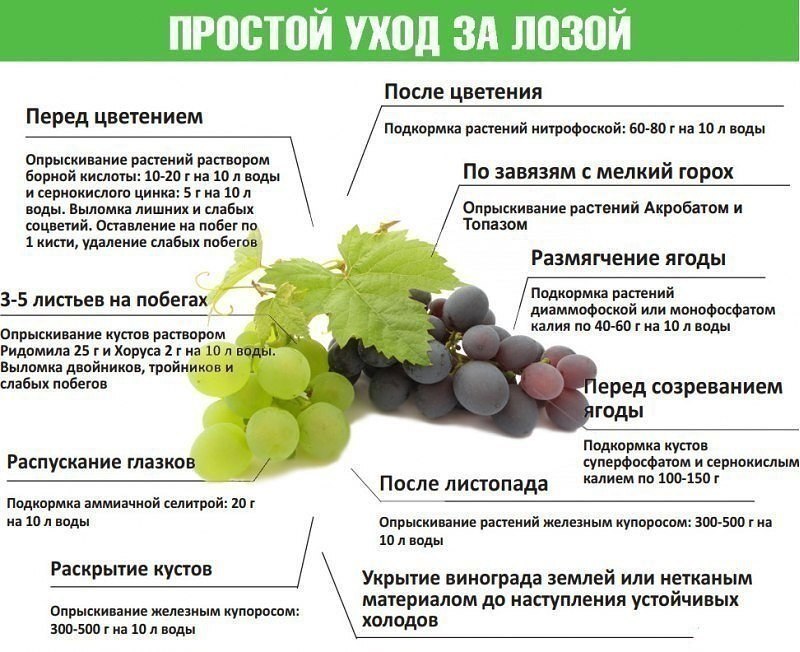 Уход за виноградом: подкормка