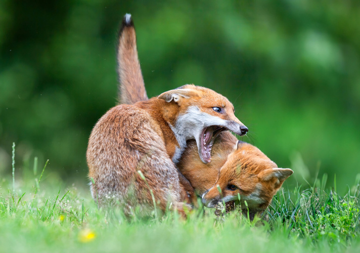 Лисьи забавы | Пикабу