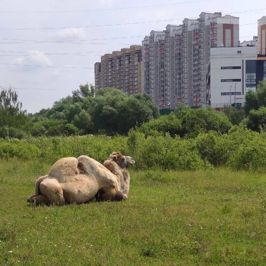 В Южном Бутово поселился верблюд Гоша | Пикабу