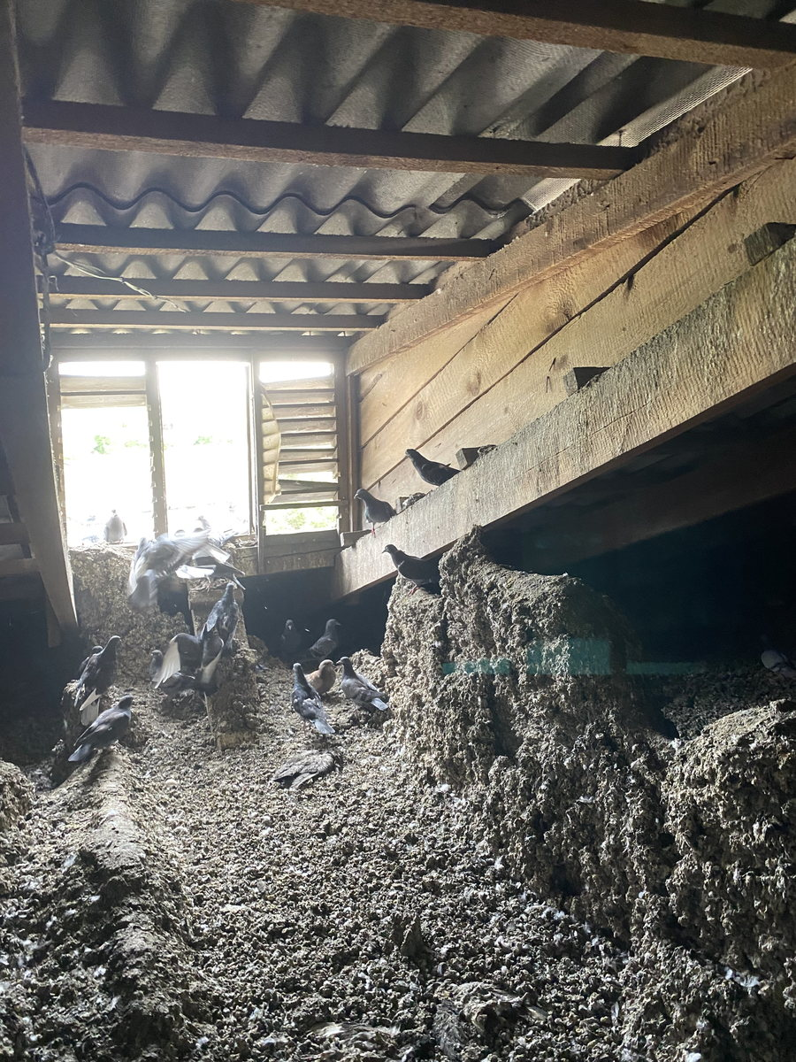Натуральная теплоизоляция чердака из голубиного помёта | Пикабу