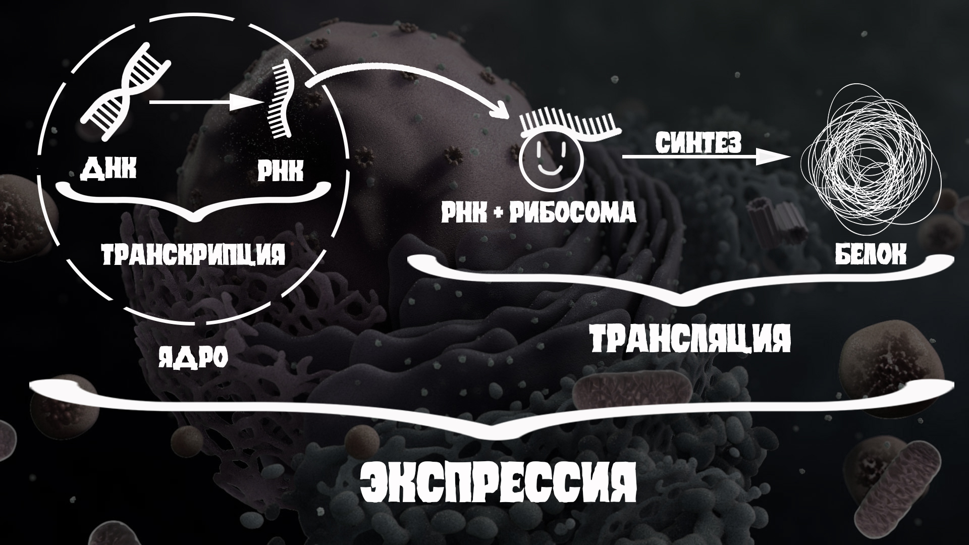 Бег делает мозг больше | Пикабу