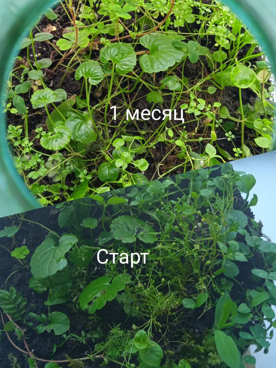 Битва растений в бутылке: прошёл первый месяц | Пикабу