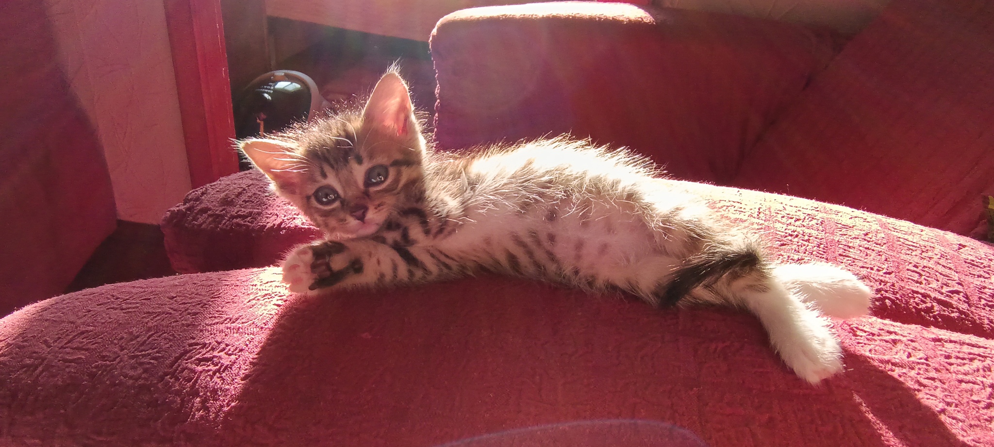 Вопрос опытным котоводам по маленькому котенку | Пикабу