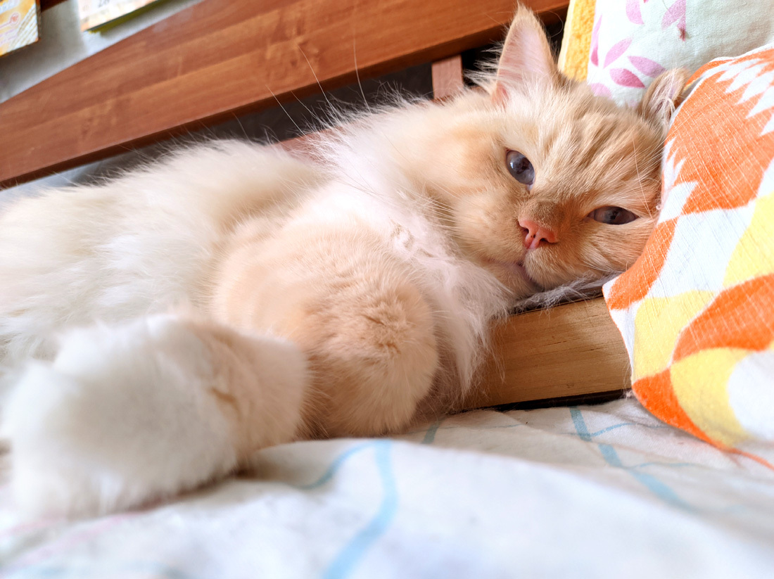 Ленивый кот | Пикабу