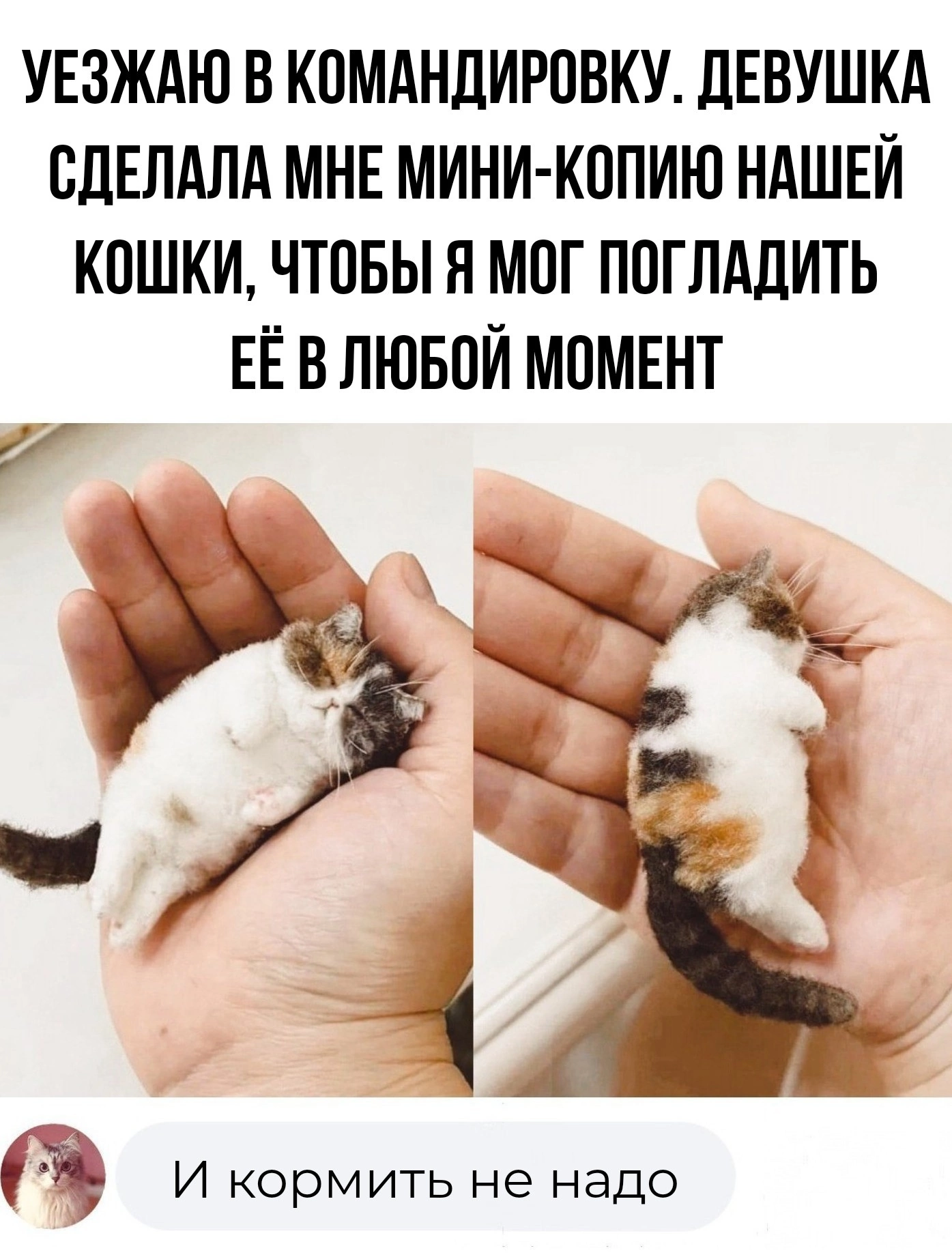 Котейка какая милота) | Пикабу