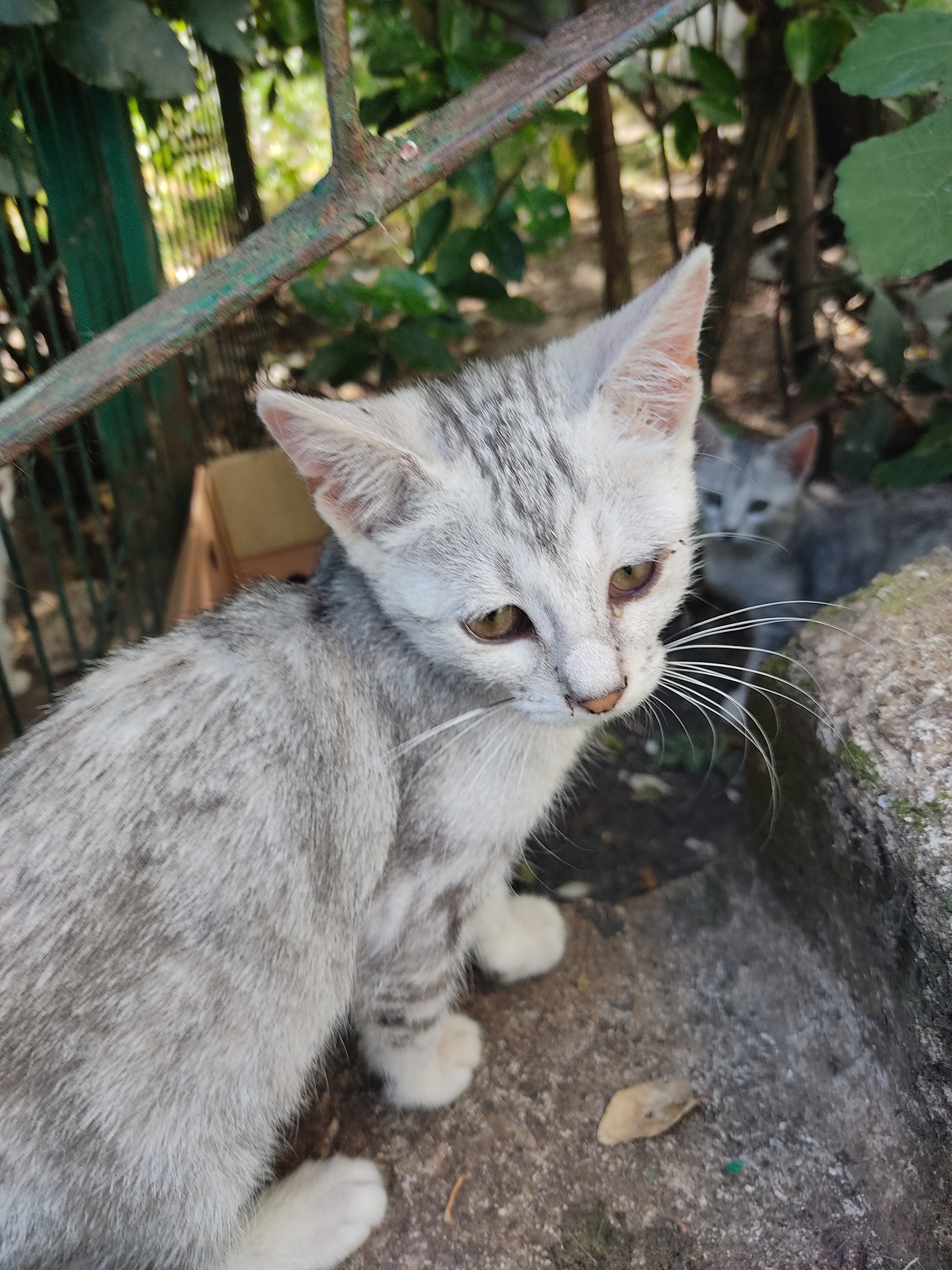 Подкинули котят и беременную кошку. Лечу. Ищу дом по Крыму | Пикабу