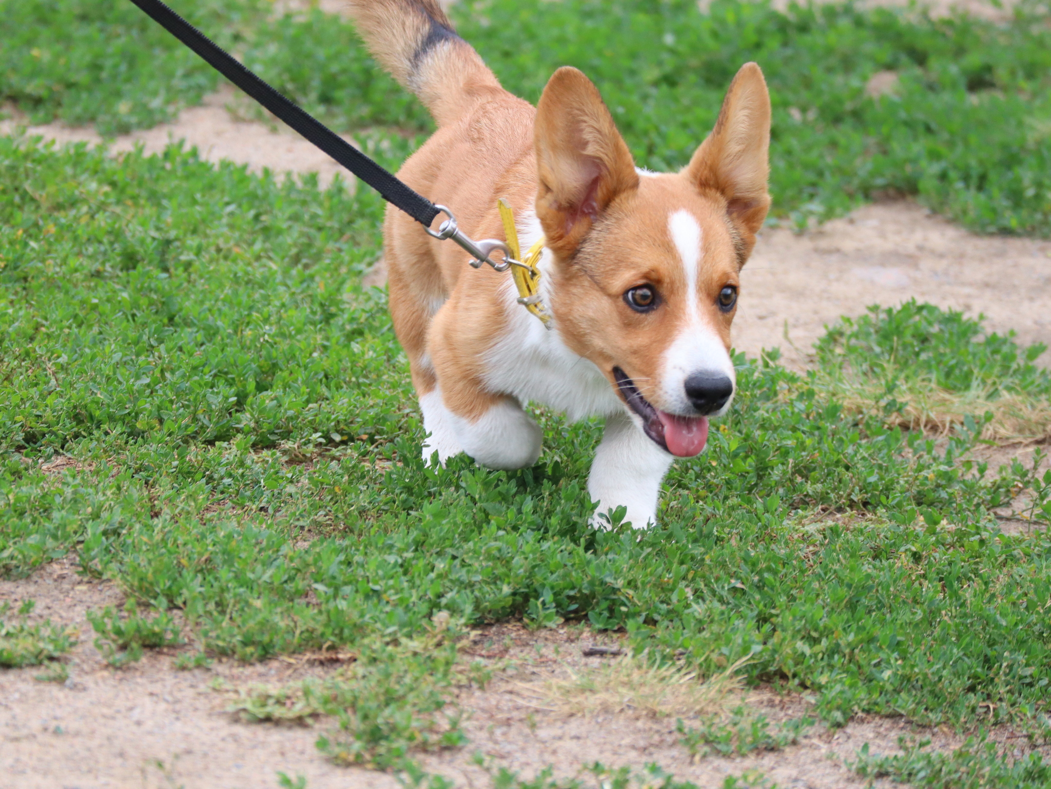 Дрессировка собак в Омске - ОЦССС | Пикабу