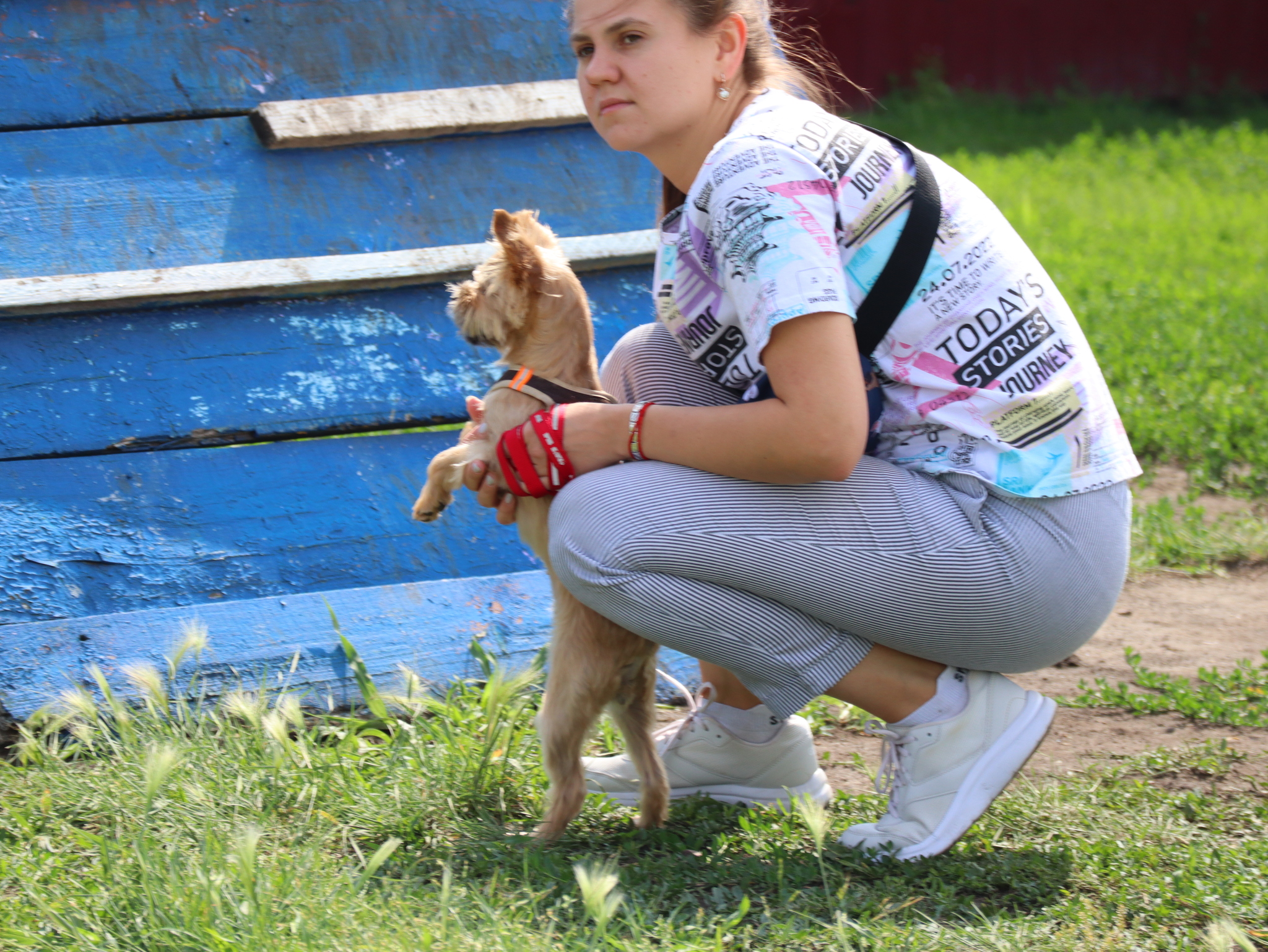 Дрессировка собак в Омске - ОЦССС | Пикабу