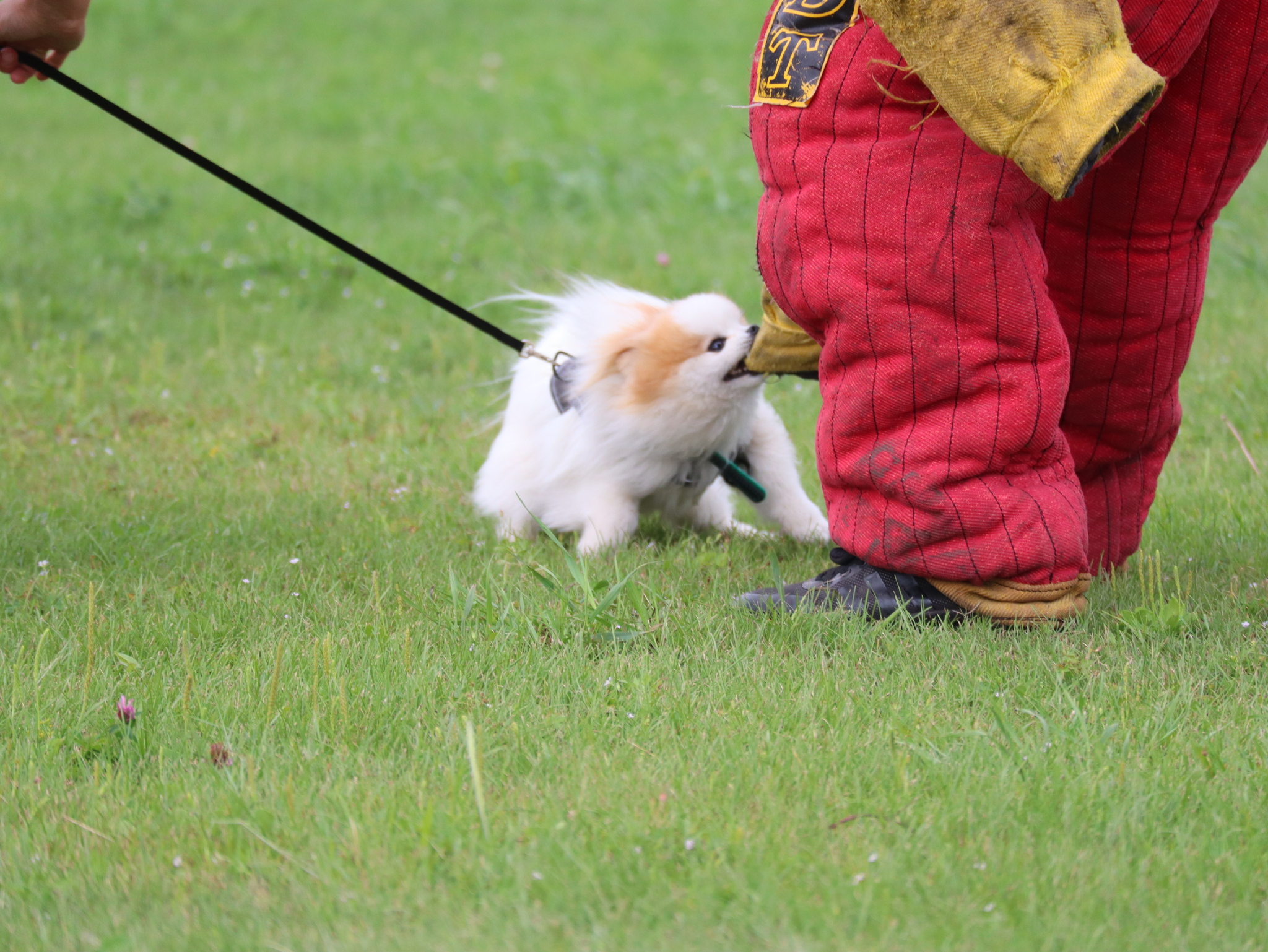 Дрессировка собак в Омске - ОЦССС | Пикабу