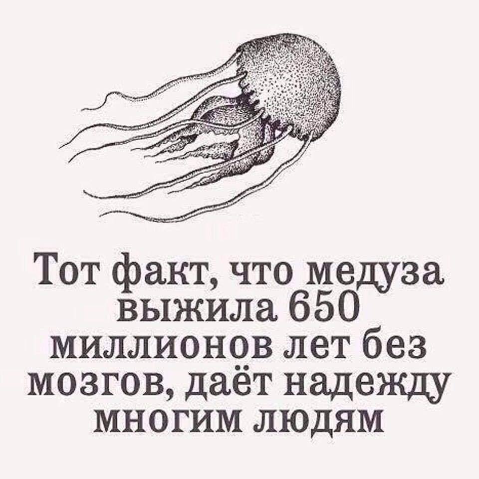 Тот факт что медуза выжила 650. Цитаты про мозг. Тот факт что медуза выжила 650 миллионов лет без мозгов. Медуза живет без мозга.