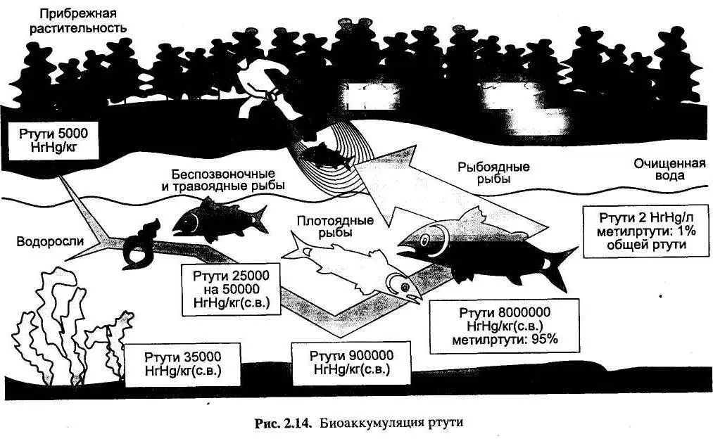 Свинцов и вода. Влияние ртути на окружающую среду. Источники поступления тяжелых металлов. Тяжелые металлы в окружающей среде. Источники поступления тяжелых металлов в окружающую среду.