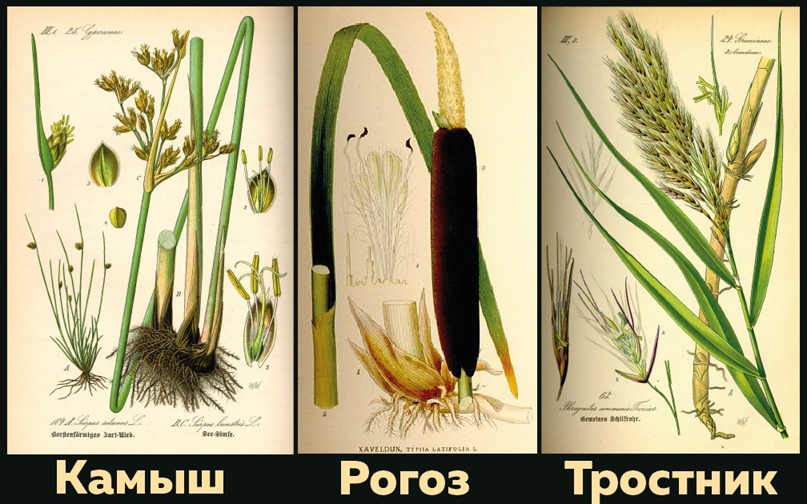Рогоз — Википедия