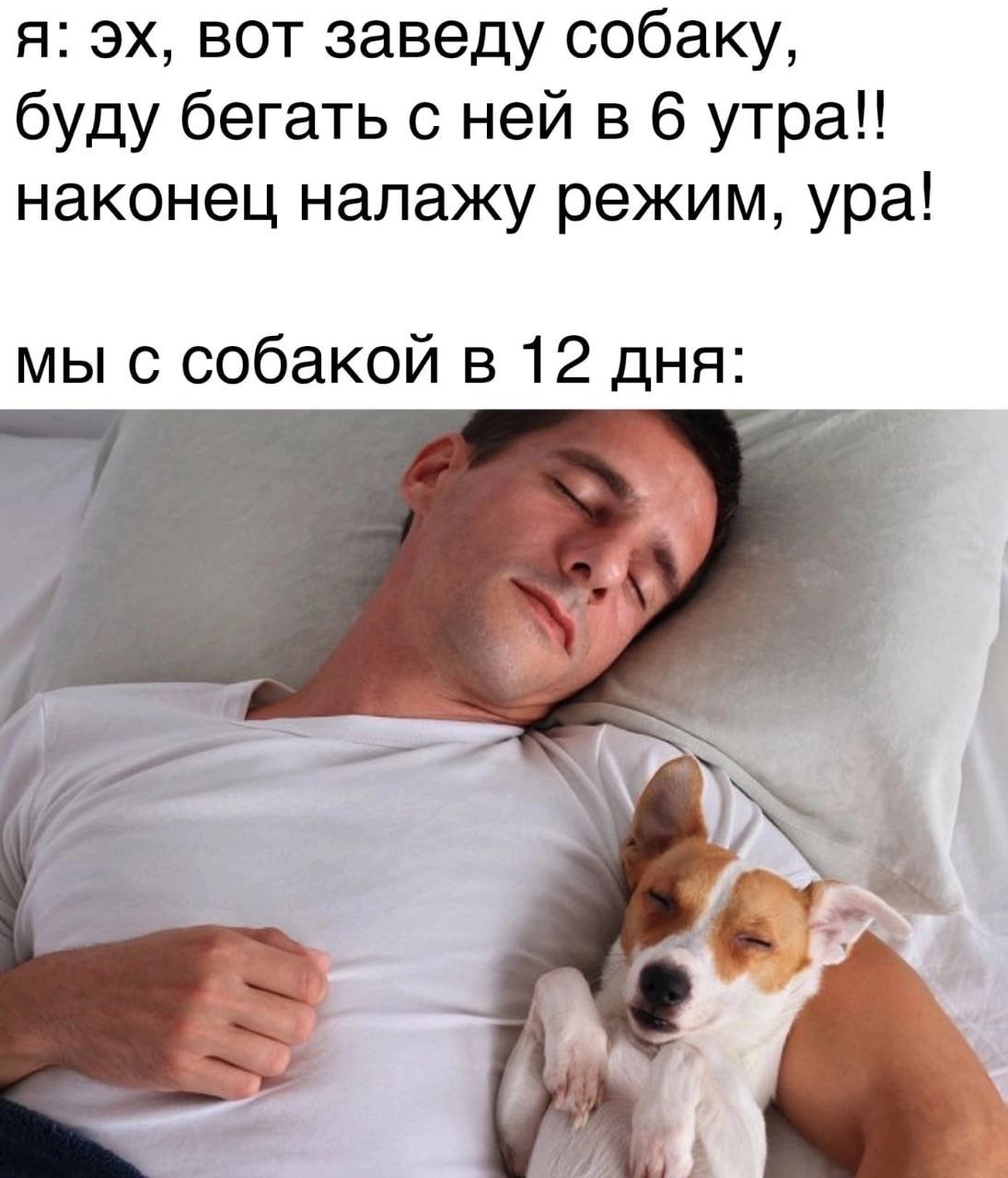Завести собаку | Пикабу