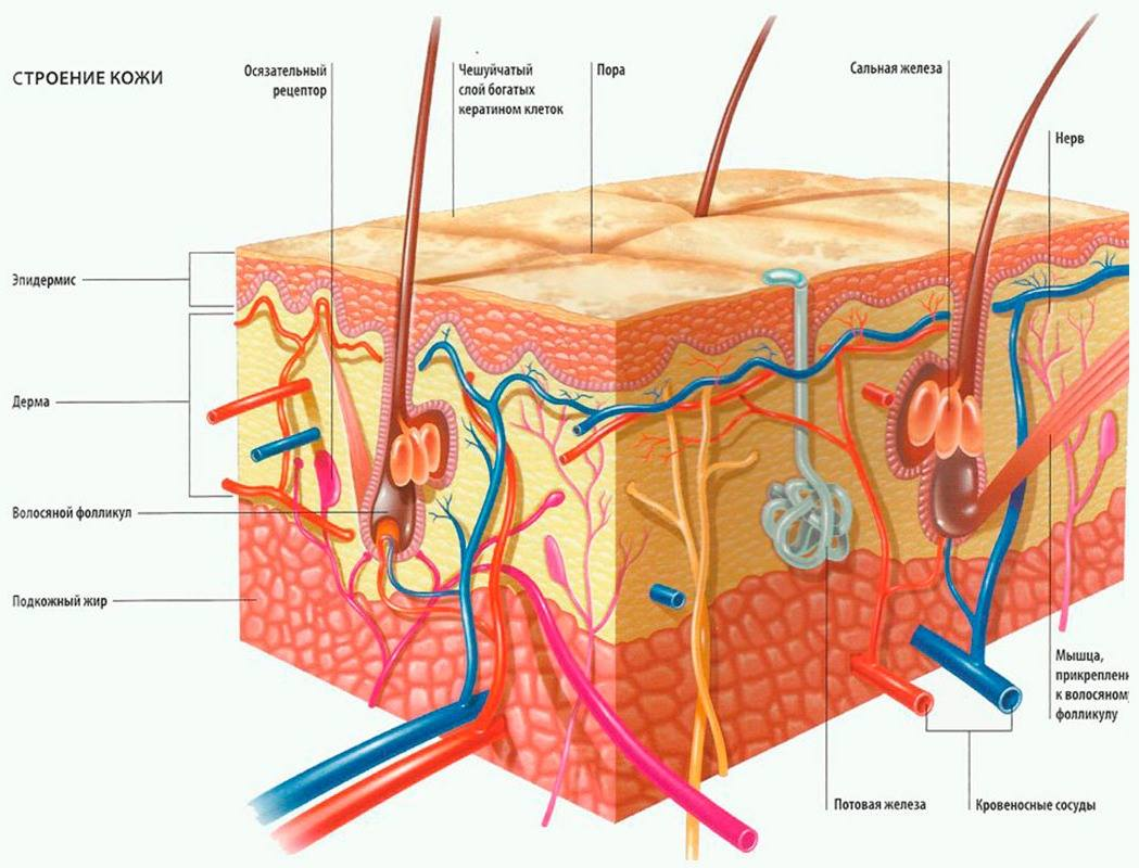 Самая жирная из наших тканей | Пикабу