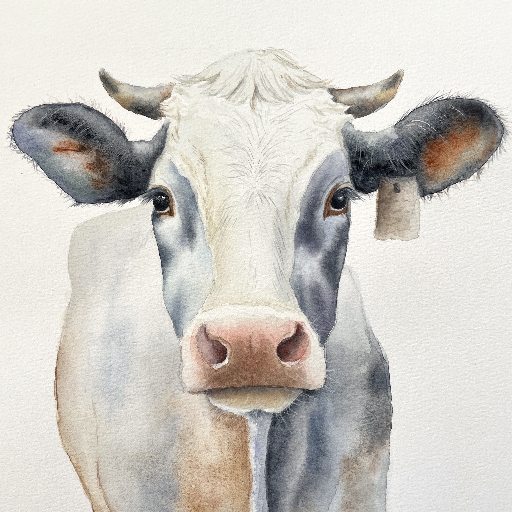 Корова | Пикабу