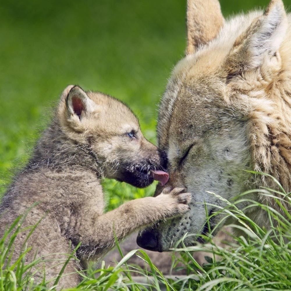 Мамы про волков. Волчата. Волчица с волчатами. Детеныш волка. Мамы и Детеныши.