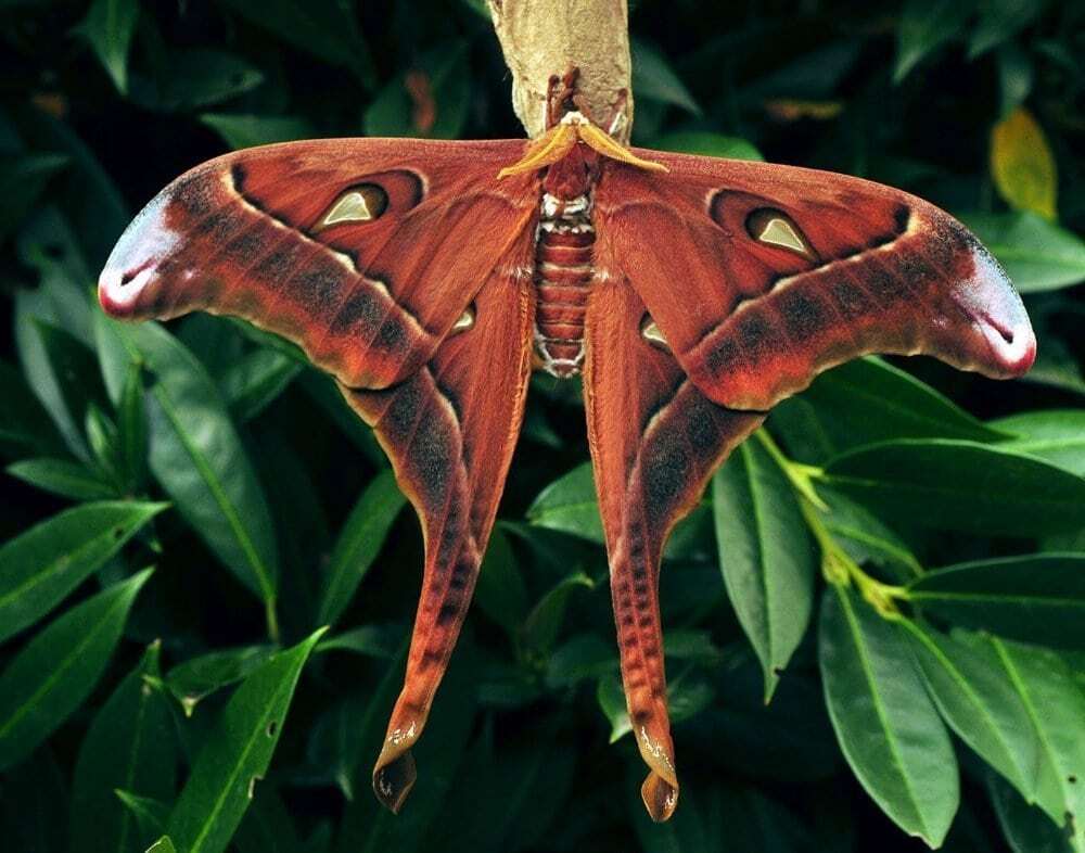 Топ-10 самых больших бабочек в мире | Пикабу