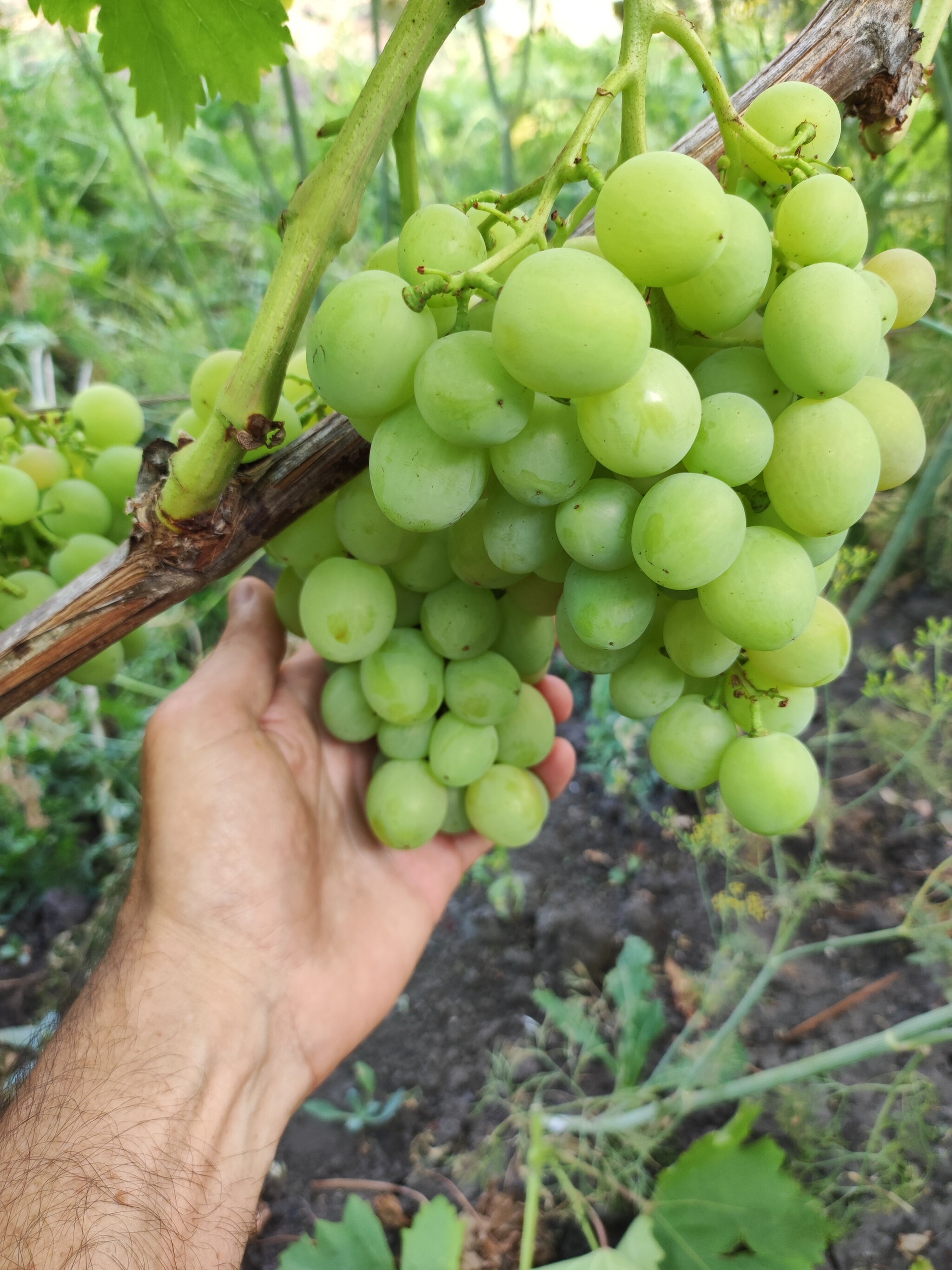 Уход за виноградом: ожоги и состояние созревания на начало августа