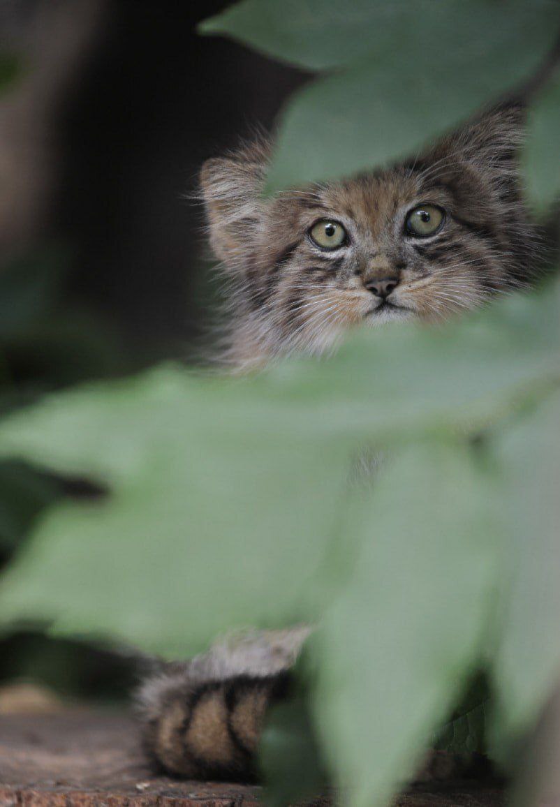 Меня зовут Шу) | Пикабу