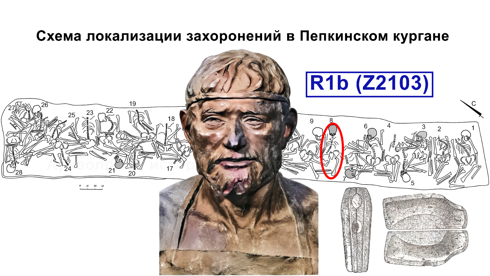 ДНК носителей фатьяновской и абашевской культур. Миграции на Русской  равнине в бронзовом веке | Пикабу