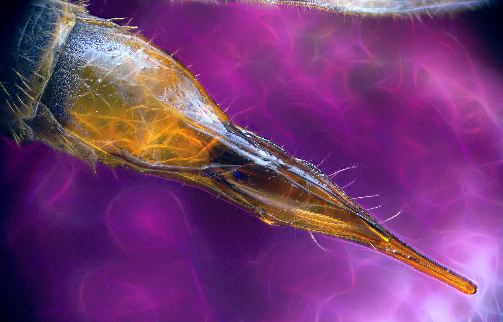 Хвост комара под микроскопом | Пикабу