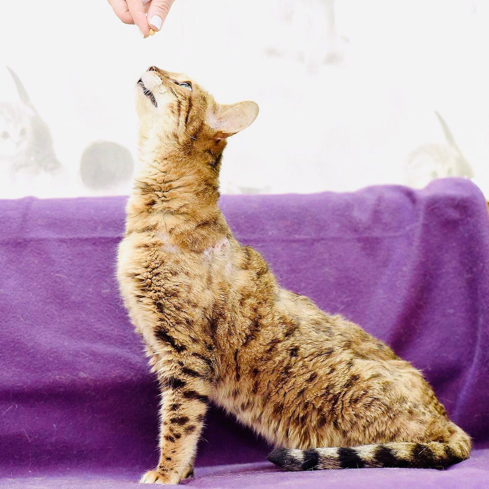 Бедная Белла | Пикабу