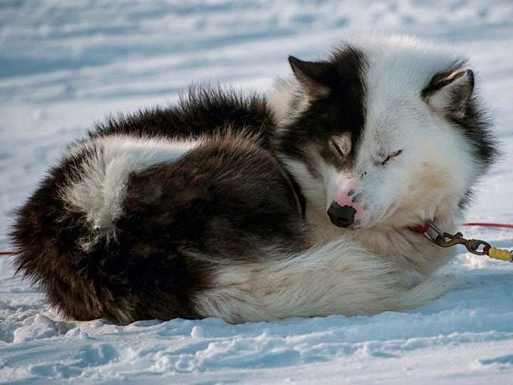 Эскимосская ездовая собака. Эскимосская лайка. Эскимосская хаски. Канадская эскимосская лайка черная. Канадская эскимосская хаски.