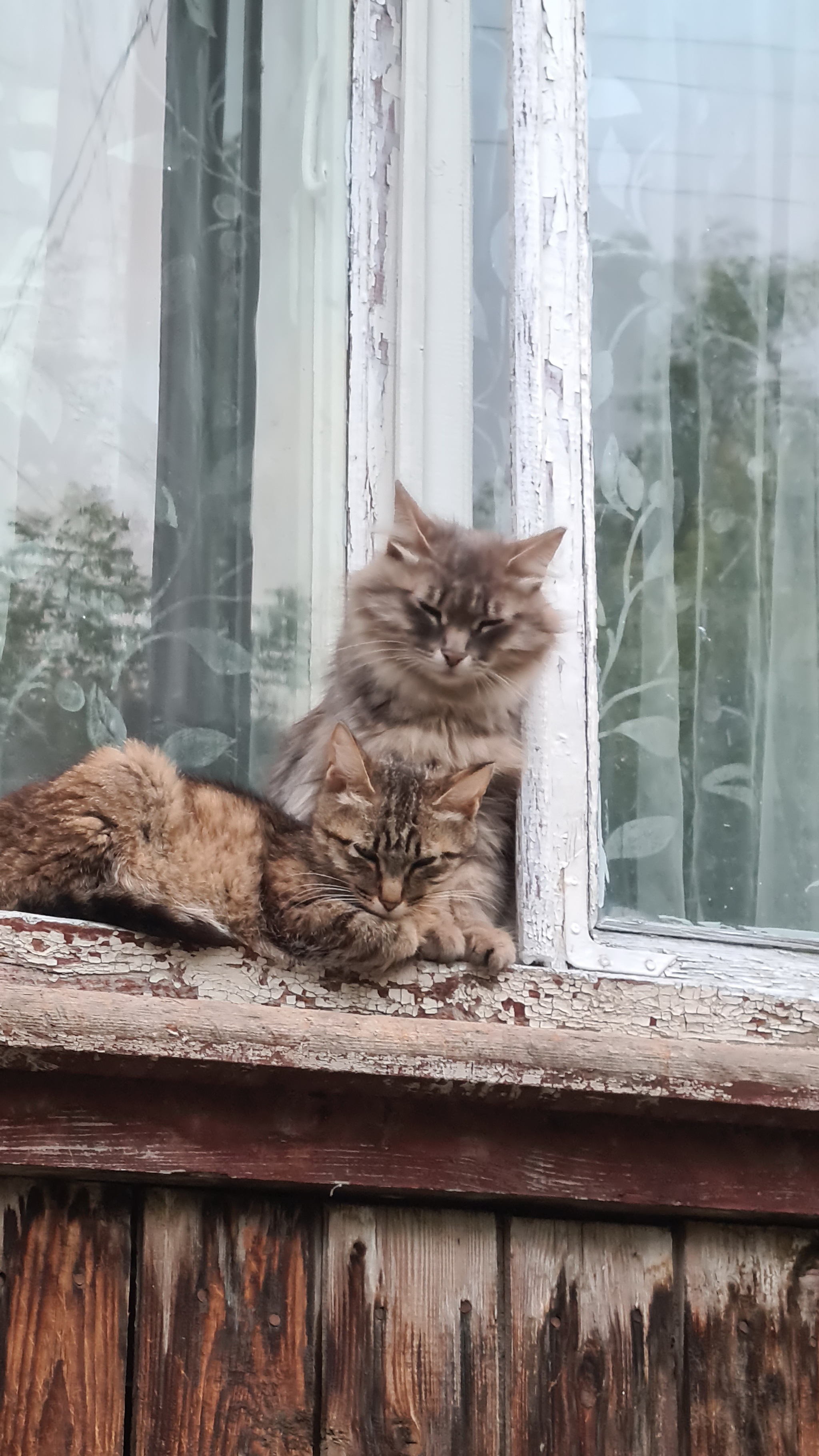 Кошки на окошке | Пикабу