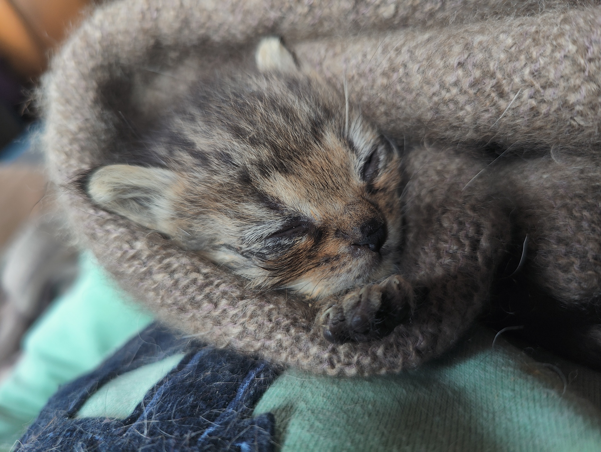 Продолжение поста «У меня новый крошечный котенок. Кто-то вместо того ...