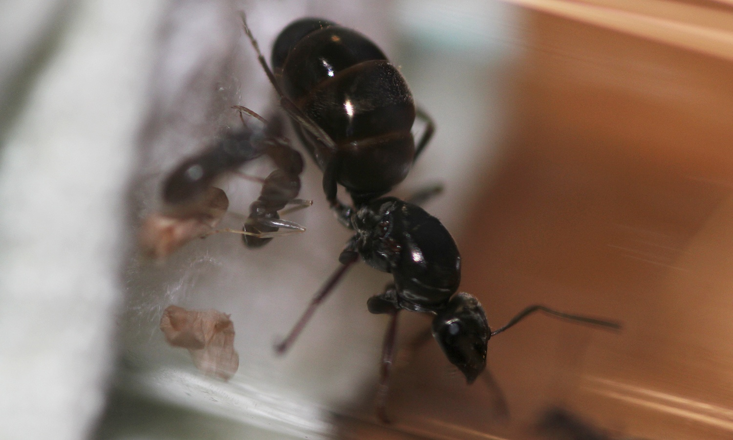 Содержание бурого лесного муравья. Formica fusca. Часть 1 | Пикабу