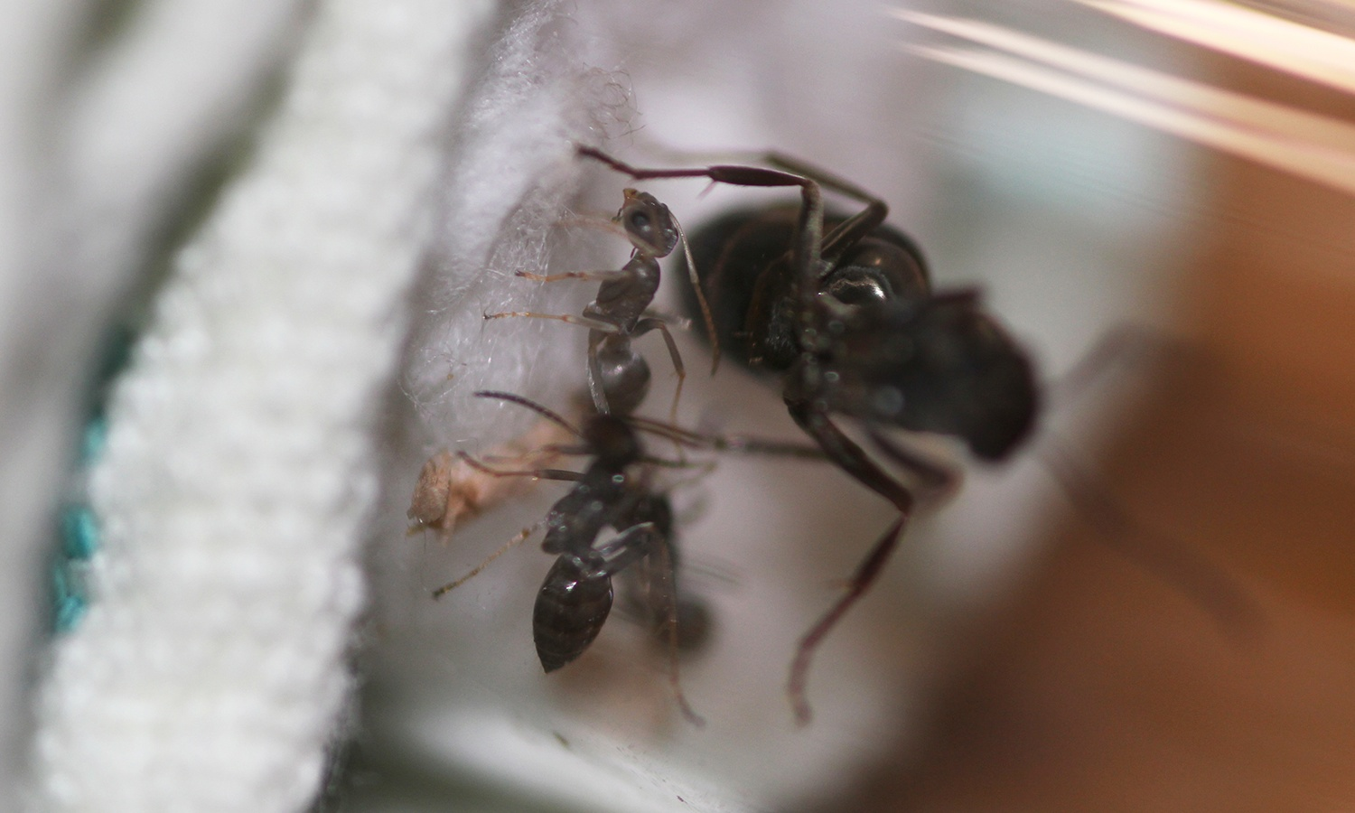 Содержание бурого лесного муравья. Formica fusca. Часть 1 | Пикабу