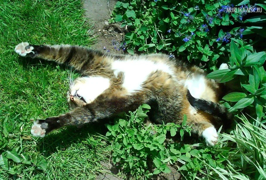 Валерьянка, кошачья мята и другие растения, веселящие котов: Как они  работают, и можно ли их давать питомцу? | Пикабу
